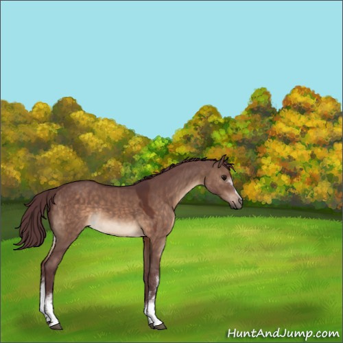 Horse Color:Unknown 