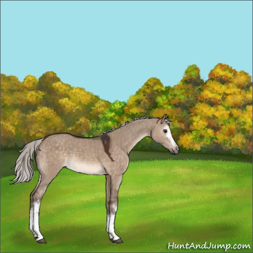 Horse Color:Unknown 