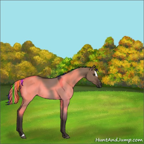 Horse Color:Painted Liver Red Dun Sabino 