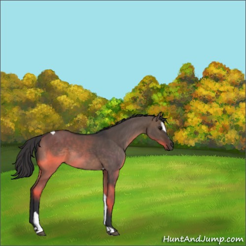 Horse Color:Unknown 