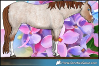 Horse Color:Red Dun Roan Splash Frame Rabicano 