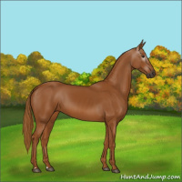 Horse Color:Gray Chestnut 