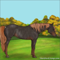 Horse Color:Liver Chestnut Rabicano 