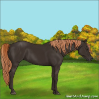 Horse Color:Liver Chestnut Rabicano 