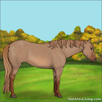 Horse Color:Red Dun 