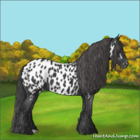 Horse Color:Black Appaloosa 