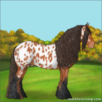 Horse Color:Bay Appaloosa 