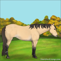 Horse Color:Buckskin 
