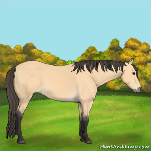 Horse Color:Buckskin 
