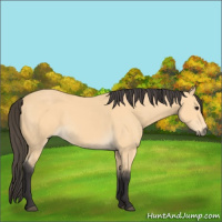 Horse Color:Buckskin