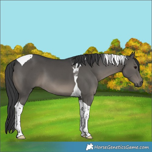 Horse Color:Grullo Tobiano 