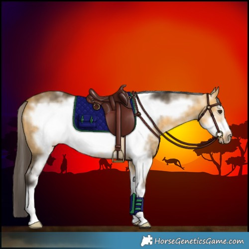Horse Color:White Spotted Buckskin Dun Frame 