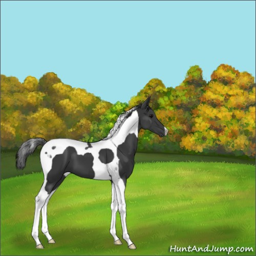 Horse Color:Black Tobiano 