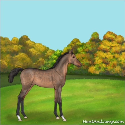 Horse Color:Brown Dun 