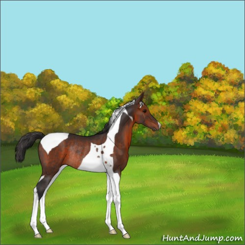 Horse Color:Brown Tobiano Rabicano 