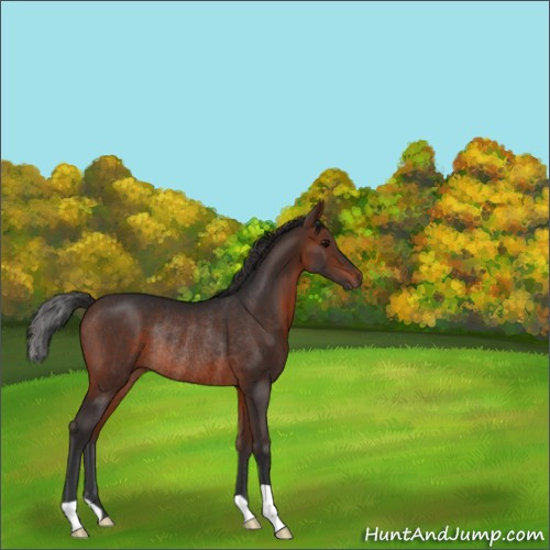 Horse Color:Brown Rabicano 