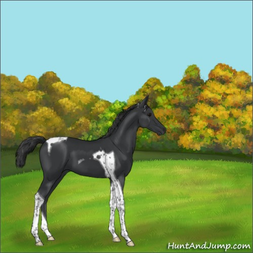 Horse Color:Black Tobiano 
