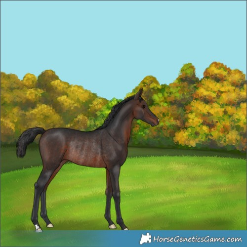 Horse Color:Brown Rabicano 