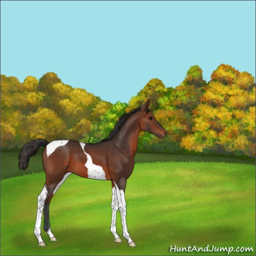 Horse Color:Brown Tobiano 