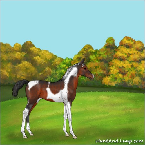 Horse Color:Brown Tobiano 