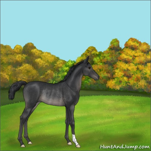 Horse Color:Black Rabicano 