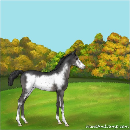 Horse Color:Black Sabino Frame Rabicano 