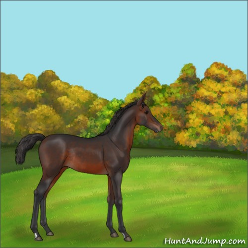 Horse Color:Brown Rabicano 