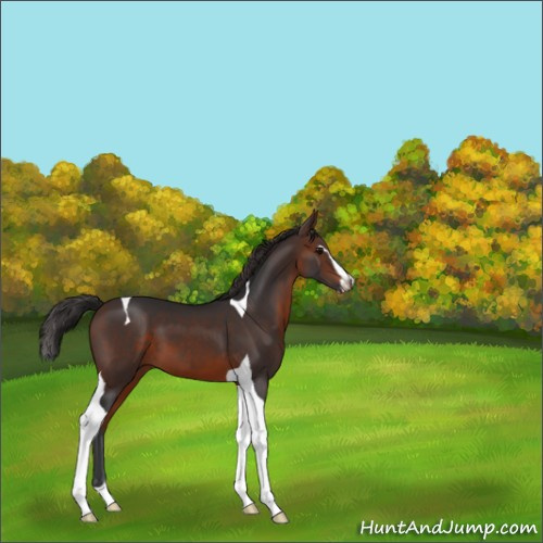 Horse Color:Brown Sabino Tobiano 