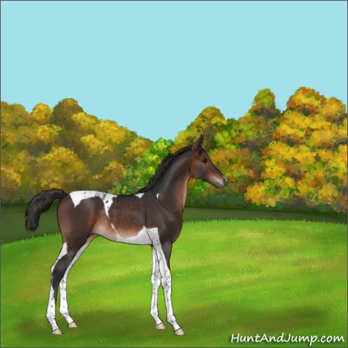 Horse Color:Brown Tobiano Rabicano 