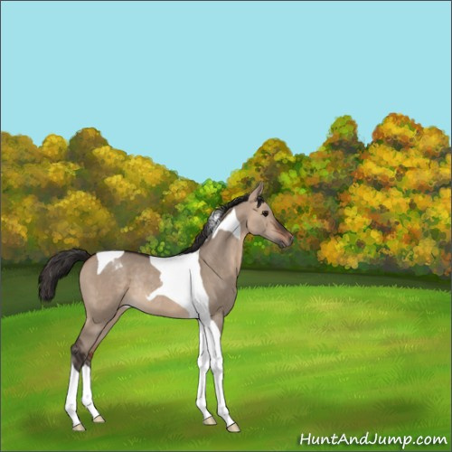 Horse Color:Bay Dun Tobiano Rabicano 