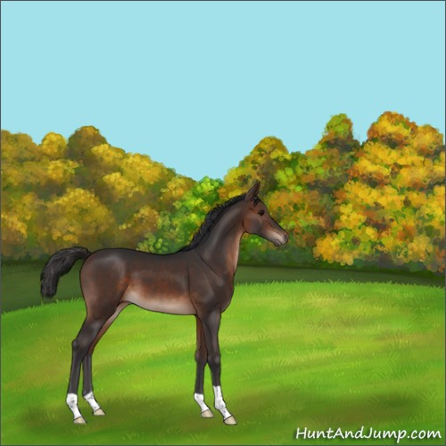 Horse Color:Brown 
