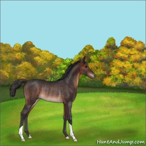 Horse Color:Brown Rabicano 