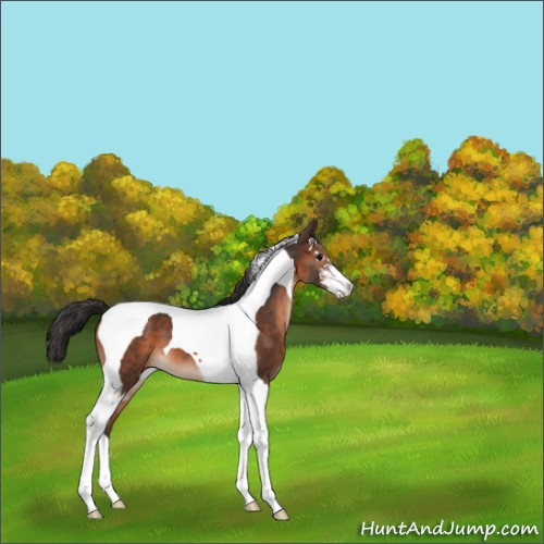 Horse Color:Brown Sabino Tobiano 