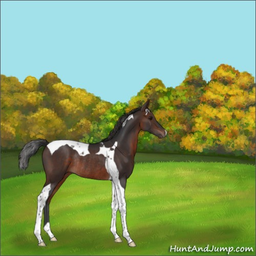 Horse Color:Brown Tobiano Rabicano 