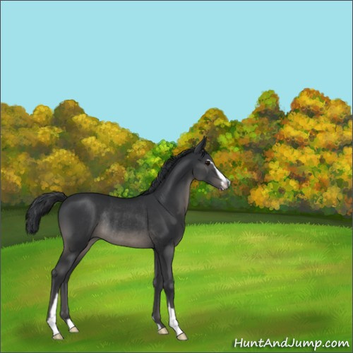 Horse Color:Black Sabino Rabicano 