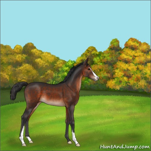 Horse Color:Brown Sabino 