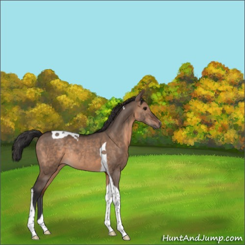 Horse Color:Brown Dun Tobiano Rabicano 