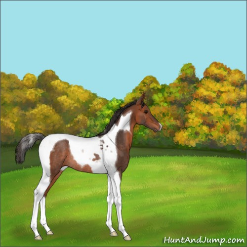 Horse Color:Bay Tobiano Rabicano 