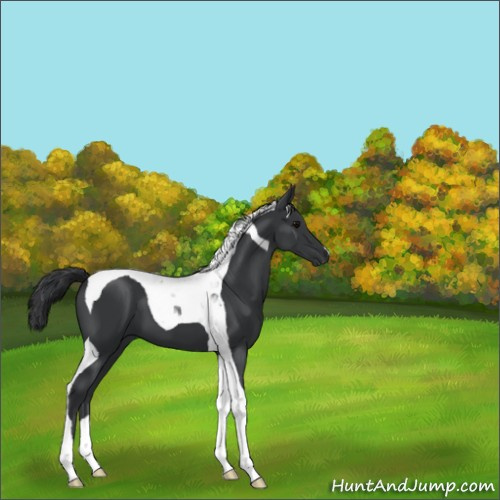 Horse Color:Black Tobiano 