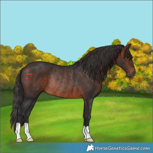 Horse Color:Brown Rabicano 