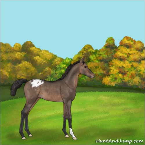 Horse Color:Brown Dun Appaloosa 