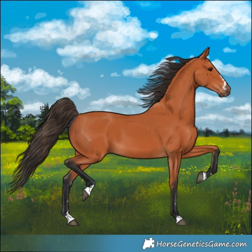 Horse Color:Bay 