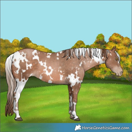 Horse Color:White Spotted Brown Pearl 
