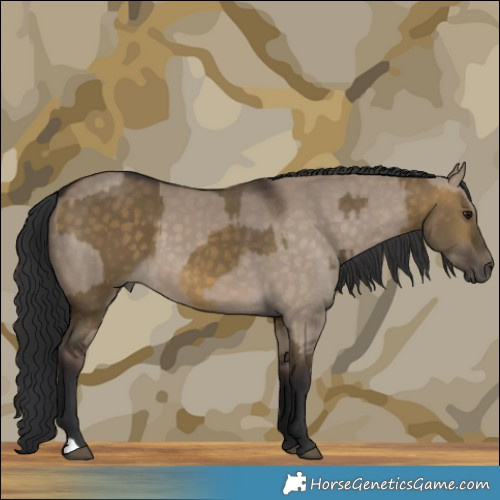 Horse Color:Buckskin Dun  and Brown Dun 