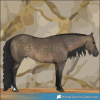 Horse Color:Buckskin Dun and Brown Dun