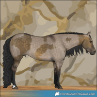 Horse Color:Buckskin Dun  and Brown Dun 