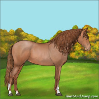 Horse Color:Bay Pearl  and Bay Pearl 