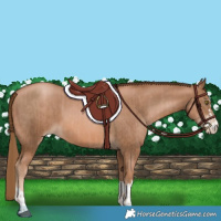 Horse Color:Liver Chestnut Pearl  and Liver Chestnut Pearl 