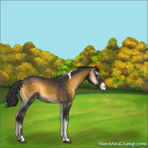 Horse Color:Buckskin Onyx Tobiano Appaloosa 