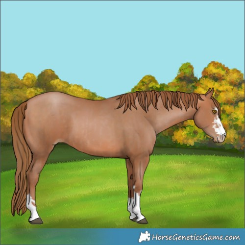 Horse Color:Bay Pearl  and Bay Pearl Rabicano 